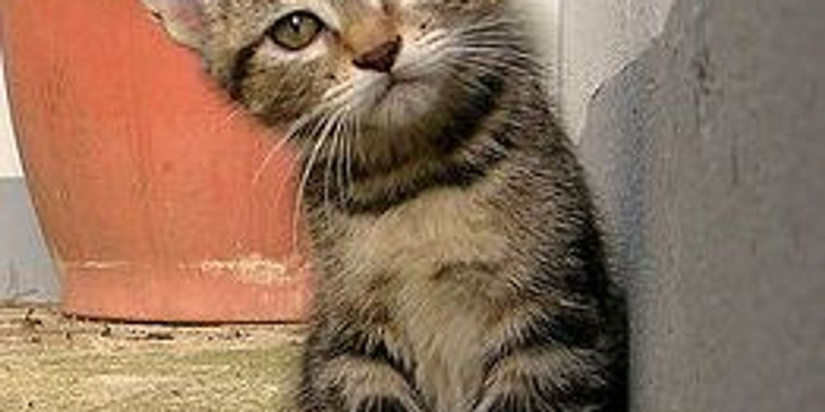 Curing Bad Cat Breath Love Meow