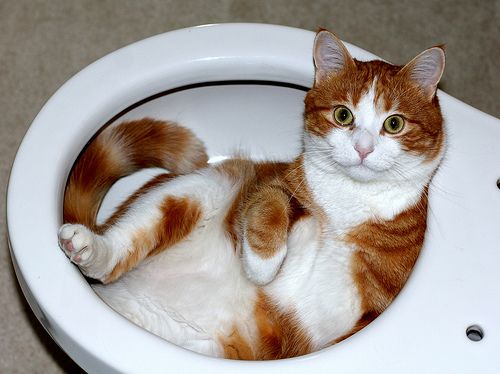 How to hotsell toilet a kitten