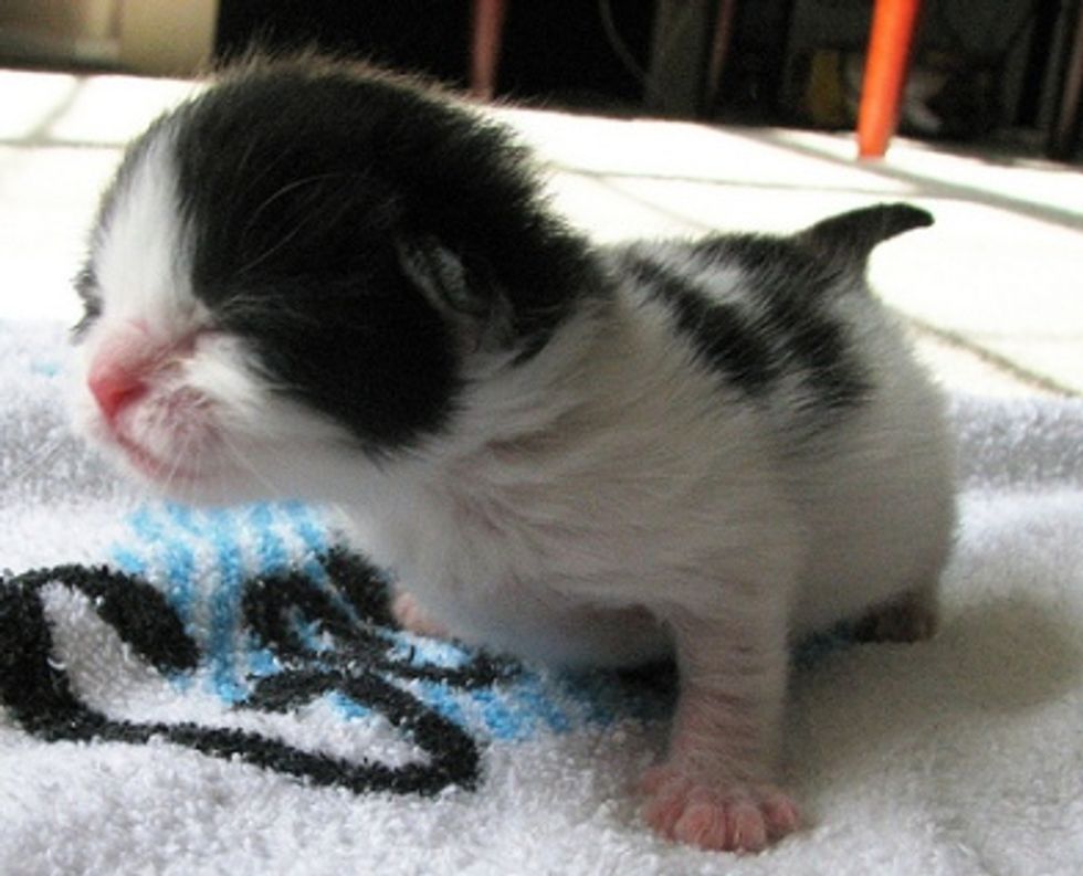 Suckling Behavior in Kittens