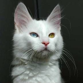 Turkish angora best sale cat breeds