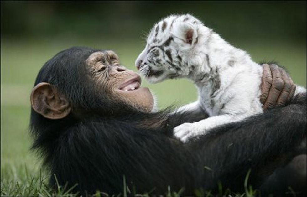 Anjana Chimp Raising Baby White Tigers