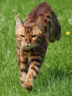 bengal cat grown