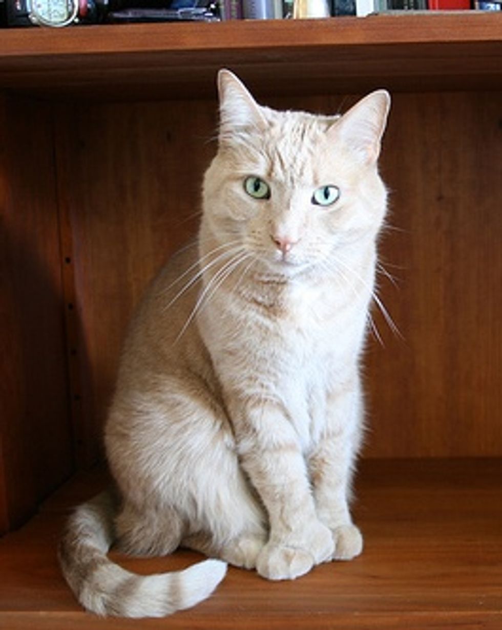 Cat with 6 or 7 Toes, Polydactyl Cat - Love Meow