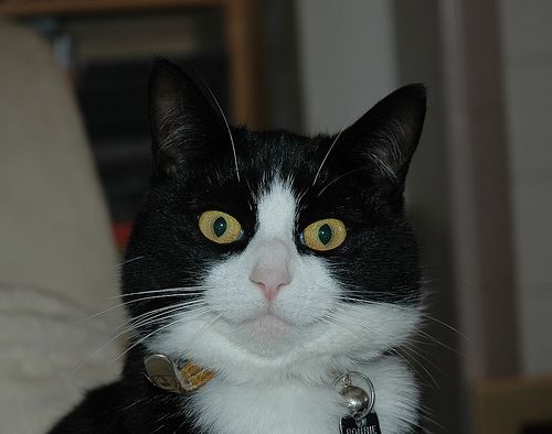 my cat keeps stealing food