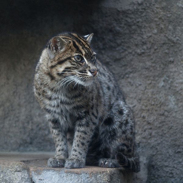 Fishing shop cat pet