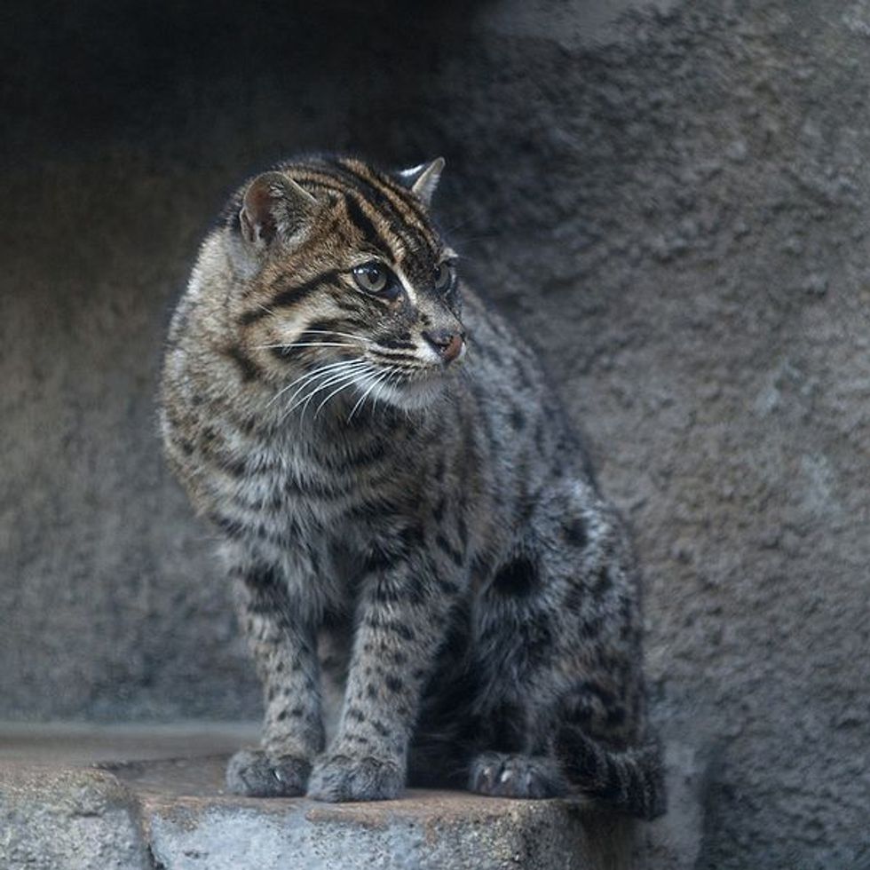 The Fishing Cat - Love Meow