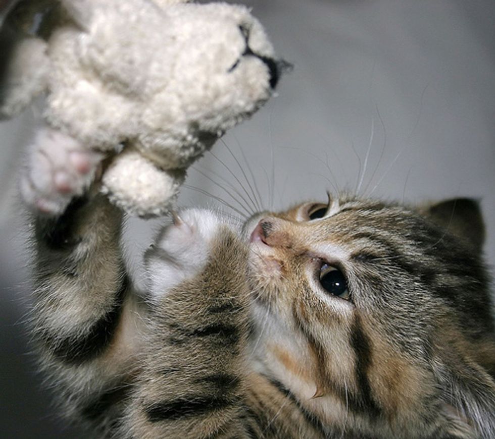 Video: Kitten Attack :-)