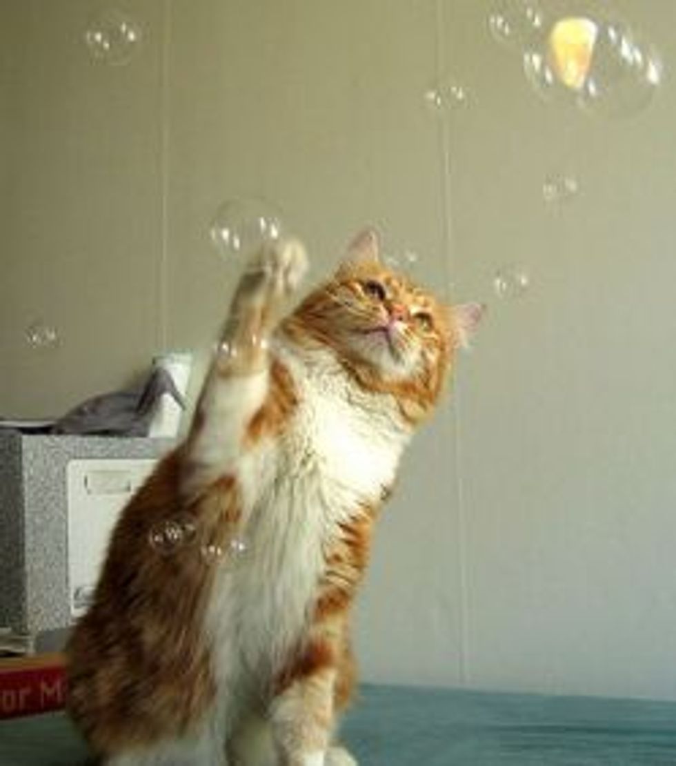 Fun Games For Your Cat