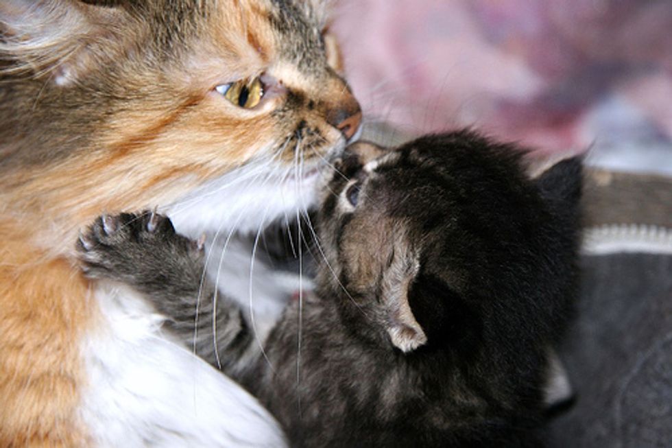 Cat Adopts Baby Squirrels