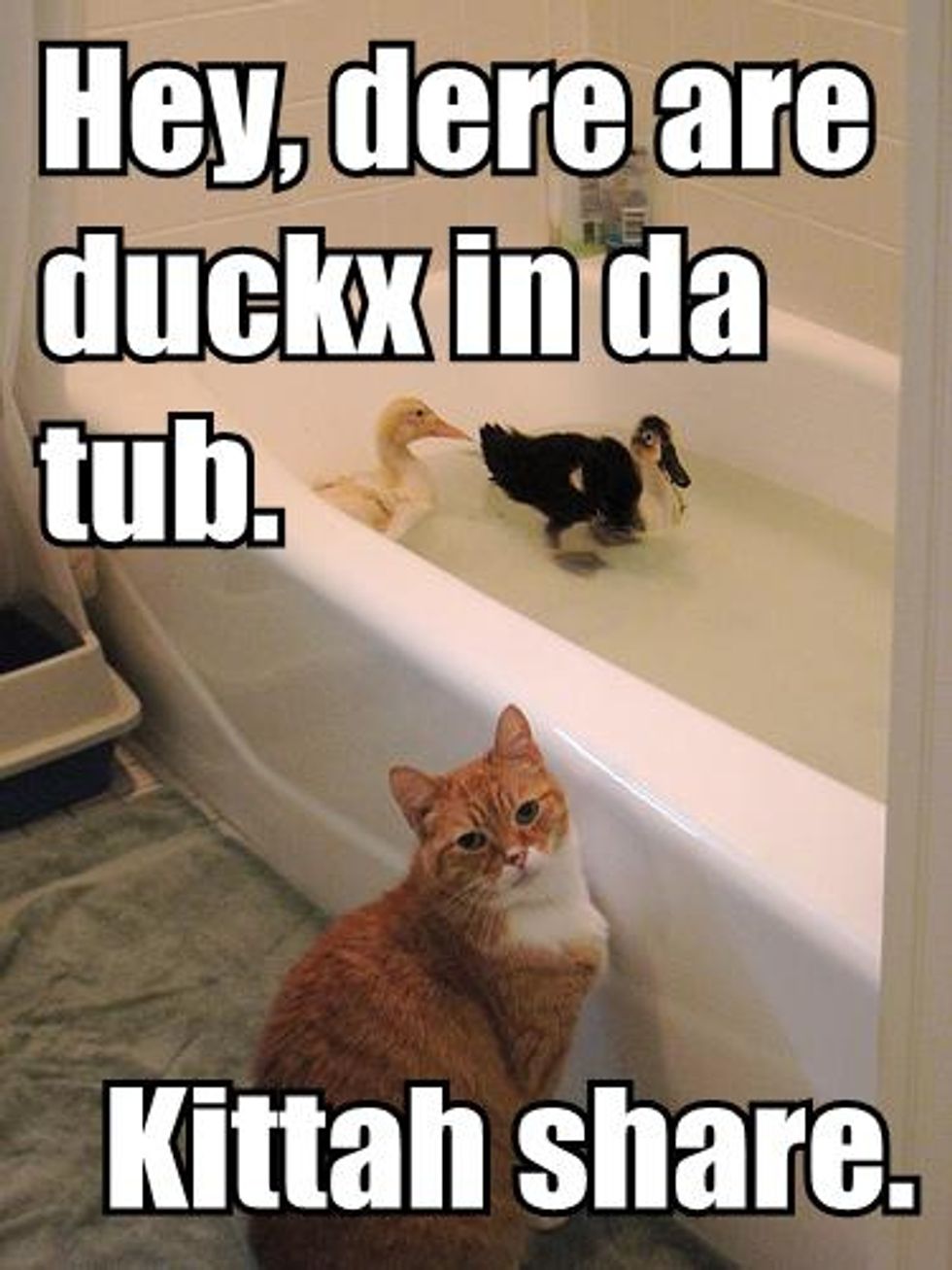 Video: Bengal Kitten Tub Duck Hunt