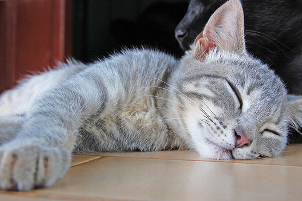 The Semi-Final Begins! Cat Sleeping Pose Photo Contest!