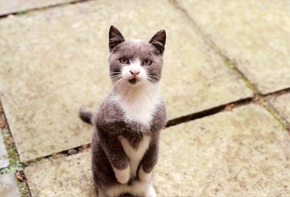 Video: Kitten Begging for Food