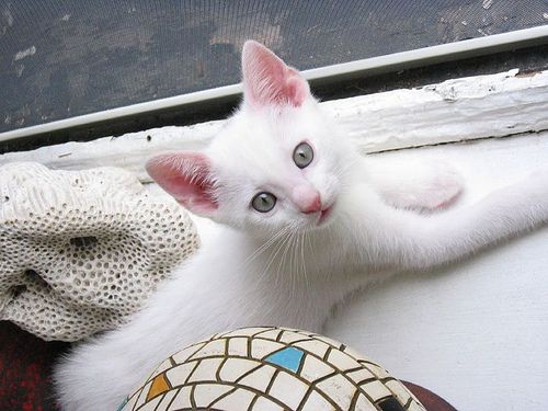 Train cat to use litter outlet box