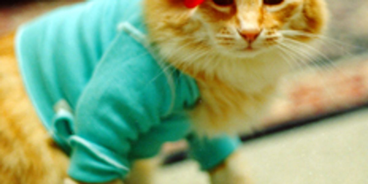 Special Interview on Fatso, the Keyboard Cat with Charlie Schmidt