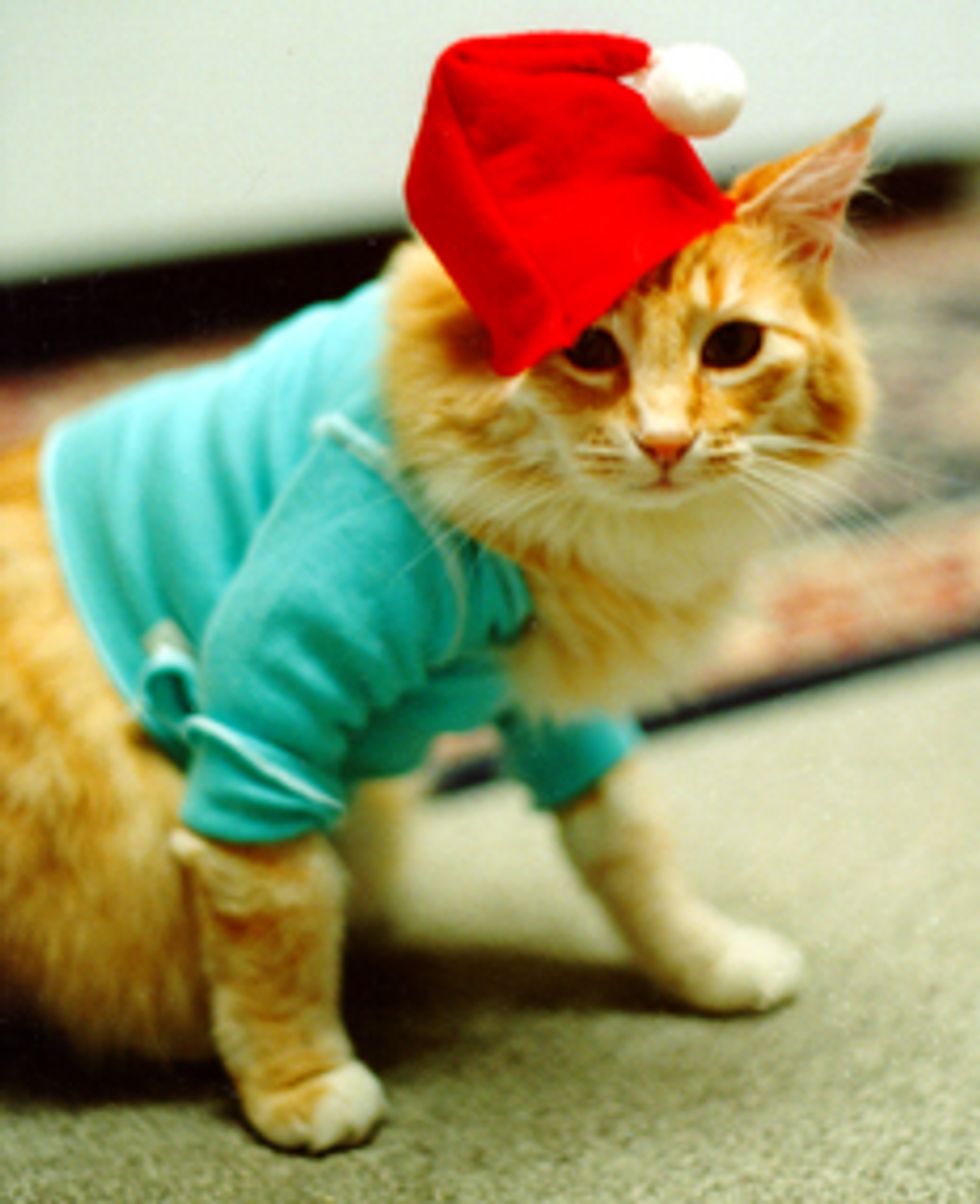 Special Interview on Fatso, the Keyboard Cat with Charlie Schmidt