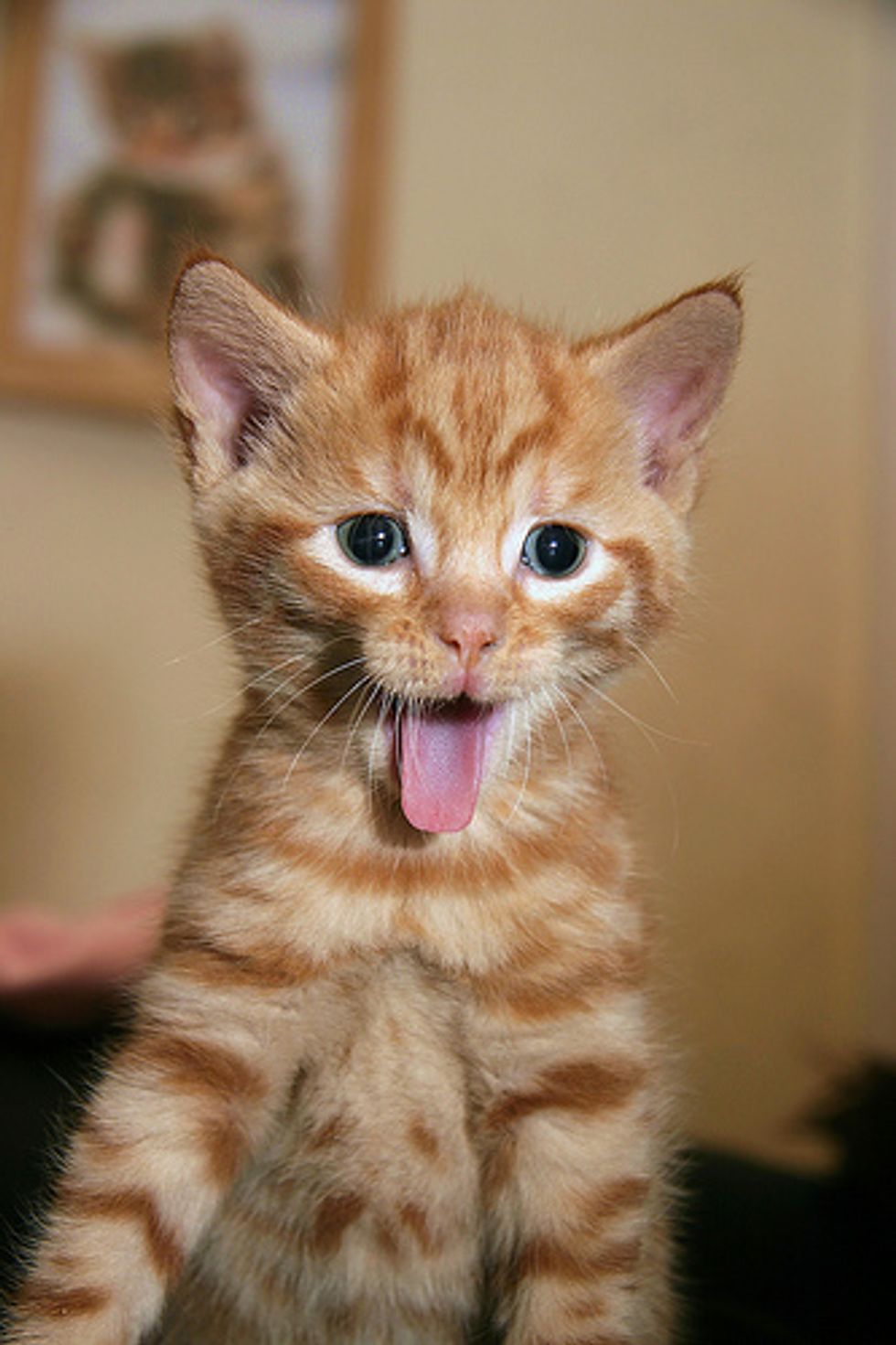 Video: Cute Jumping Kitten