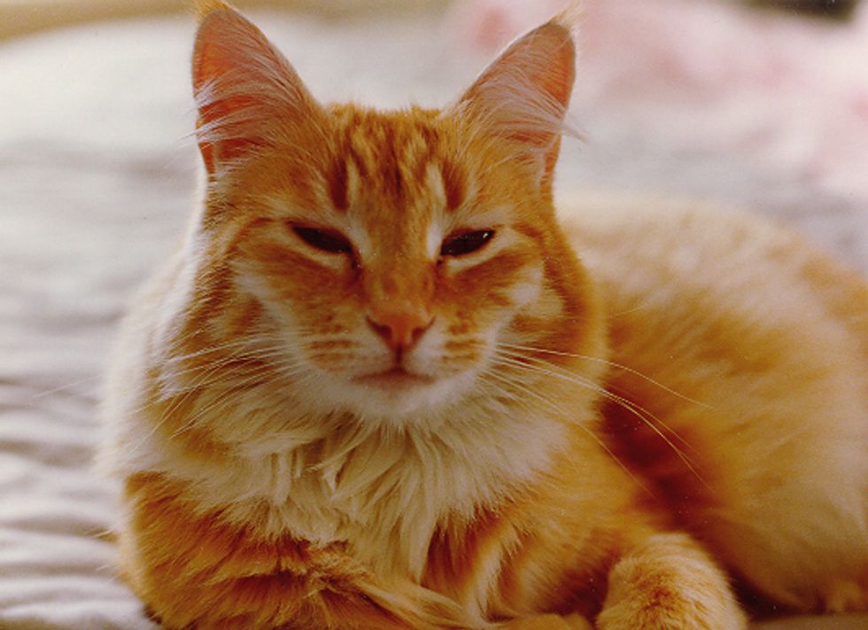 Special Interview on Fatso, the Keyboard Cat with Charlie Schmidt