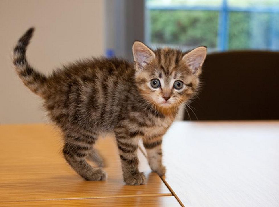 Cat Aggression Problem