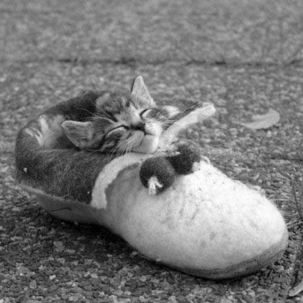 Cats and Shoes Love Meow
