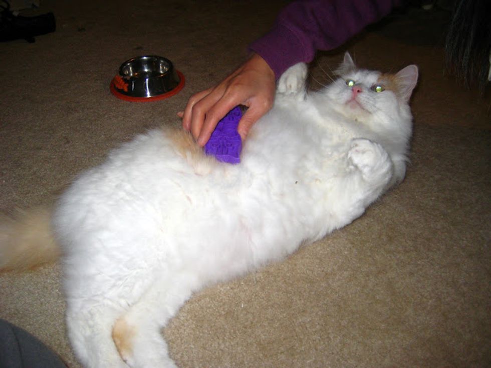 Review KONG Zoom Groom Cat Brush Love Meow