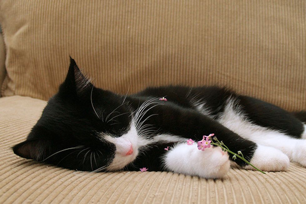 Video: Kitten Falling Asleep