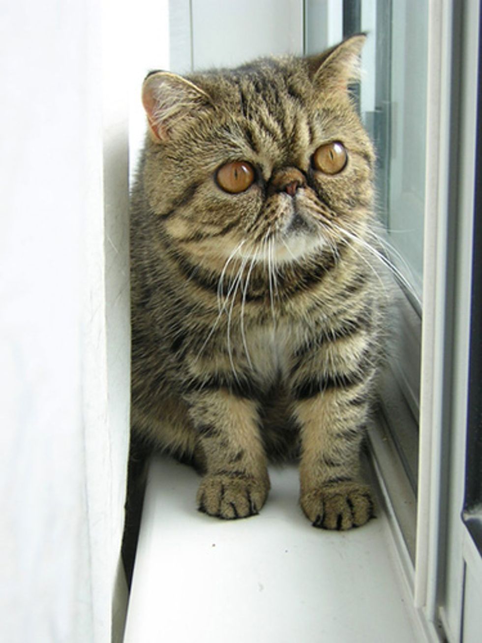 Exotic Shorthair - Love Meow