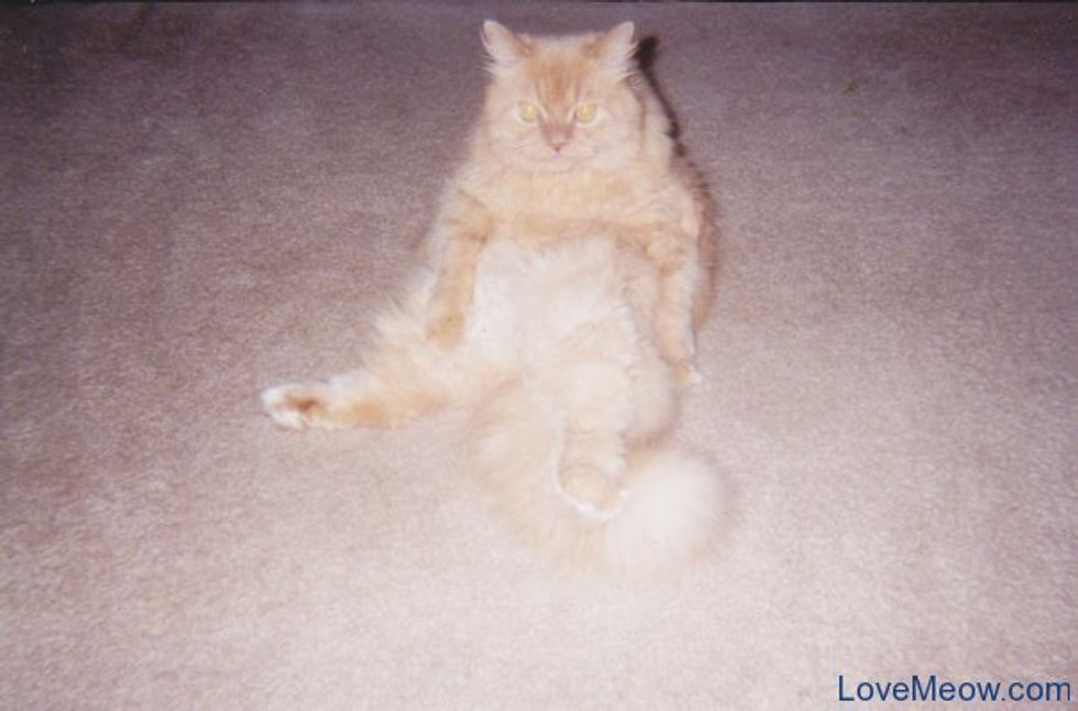 Featured Cat Pictures