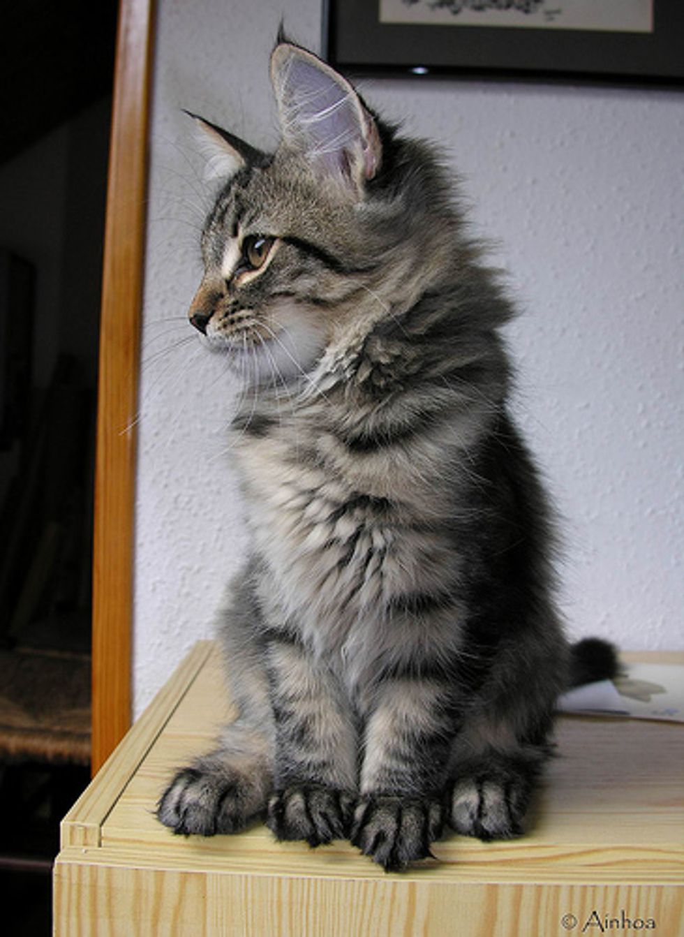 Postmen are Scared of Cat