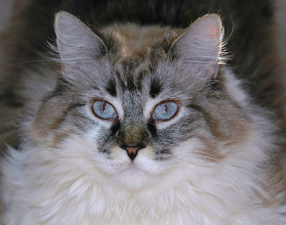 the-siberian-cat-love-meow