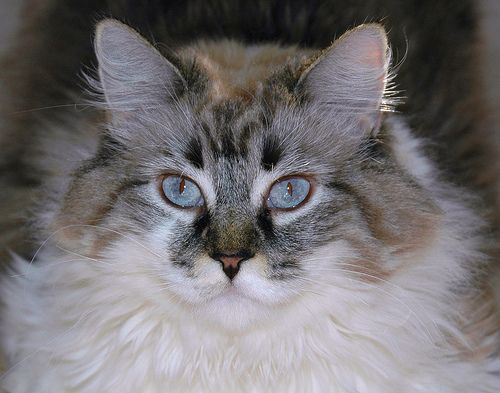 Siberian 2024 ragdoll cross