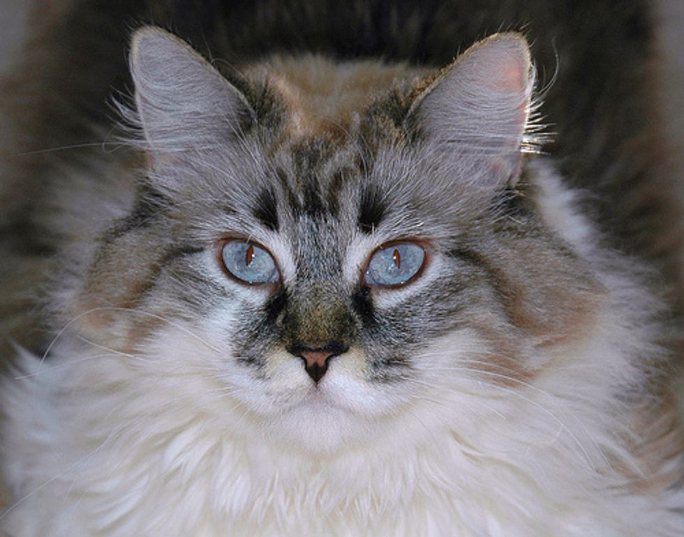 The Siberian Cat