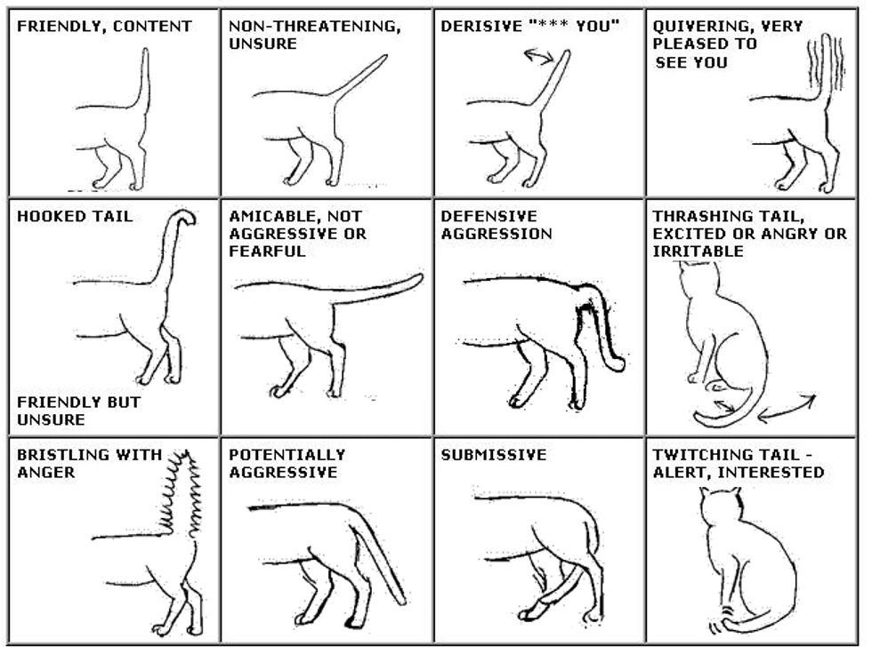 How To Read Your Cat s Tail Language Love Meow How To Read Your Cat s Tail Language Love Meow