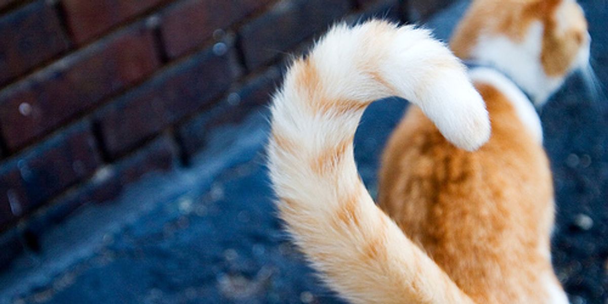 How to Read Your Cat's Tail Language? Love Meow