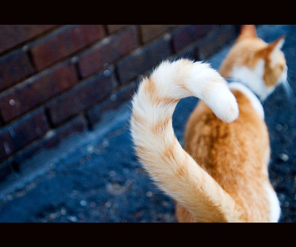 How to Read Your Cat's Tail Language?