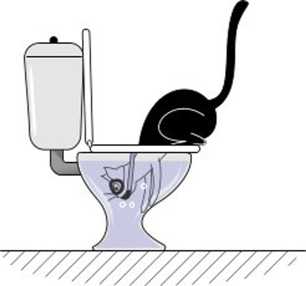 What Cats Do When Looking Inside the Toilet