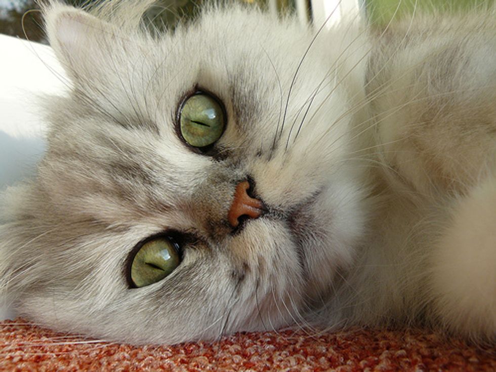 Video: Cat on Weather Forecast