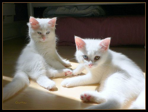 Male cat suddenly sales aggressive towards female