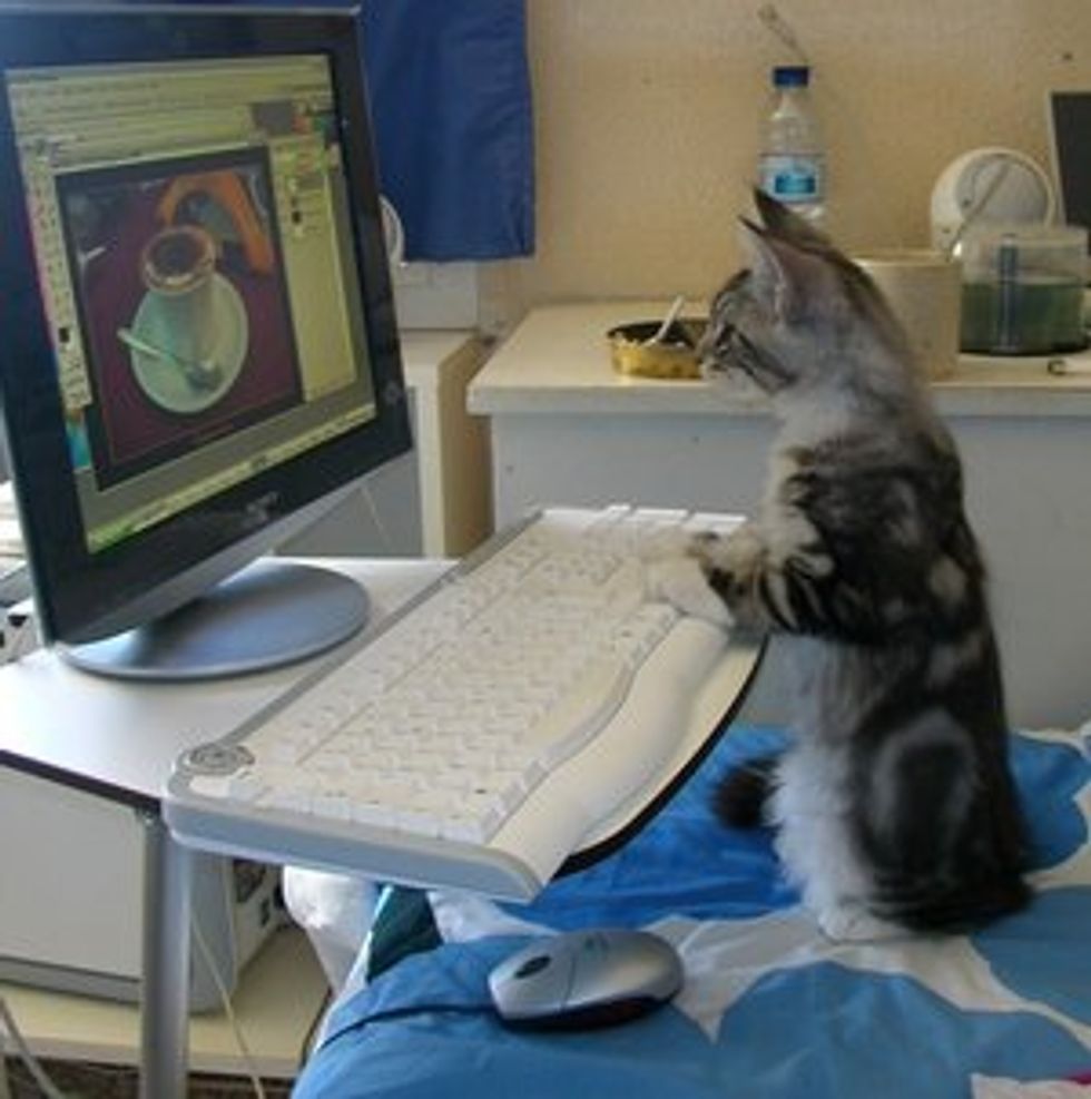 Arriba 18+ Foto como se pone el gato en una computadora Mirada tensa Arriba 18+ Foto como se pone el gato en una computadora Mirada tensa