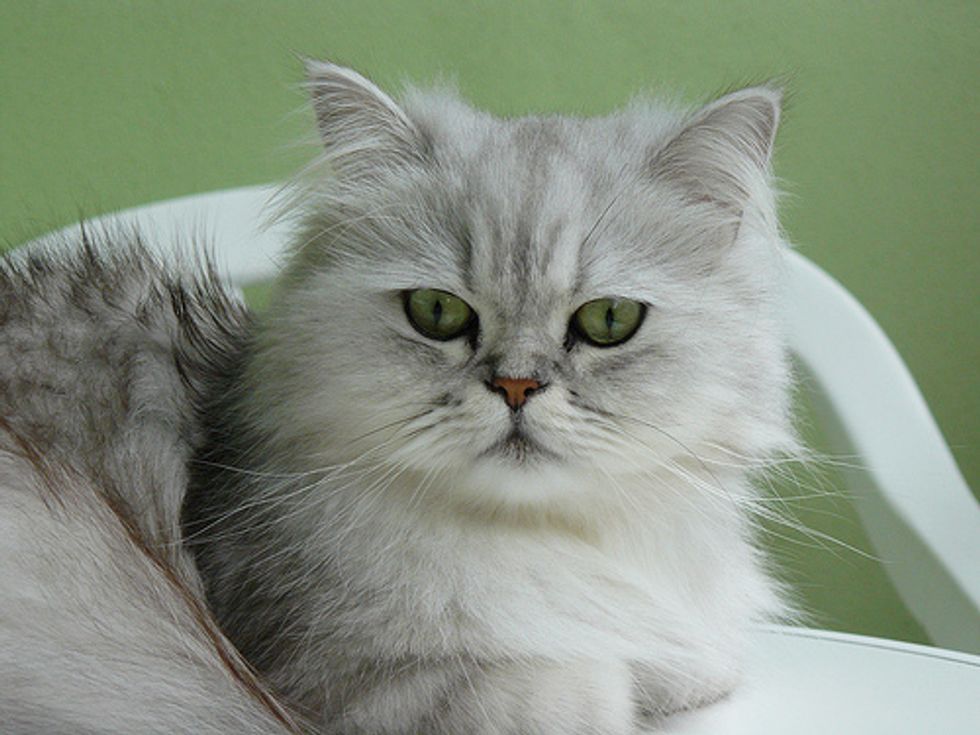 How to Care for an Elderly Cat Love Meow