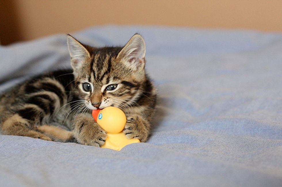 Video: Kitten Ambushes Stuffed Animal