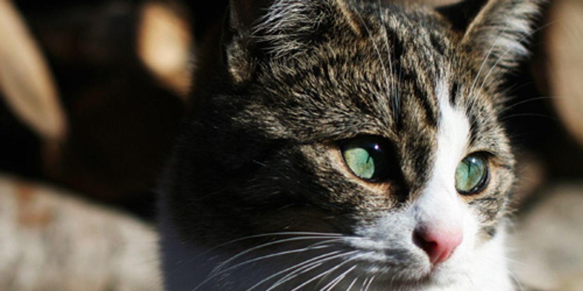 Video Nom Nom Good Love Meow