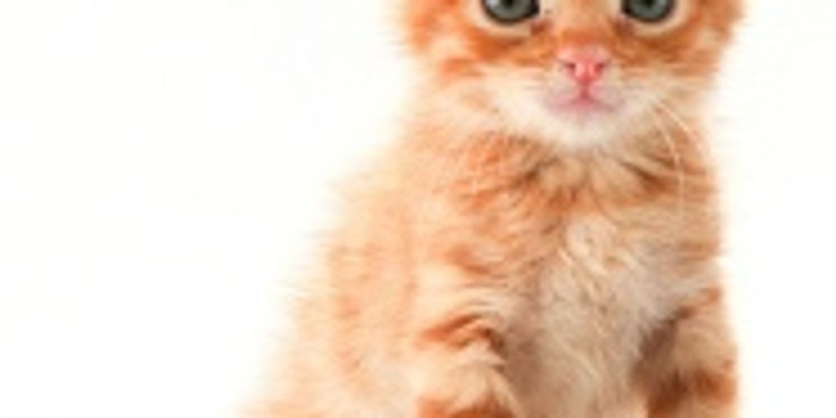 How Does Your Cat Wake You Up In The Morning Love Meow