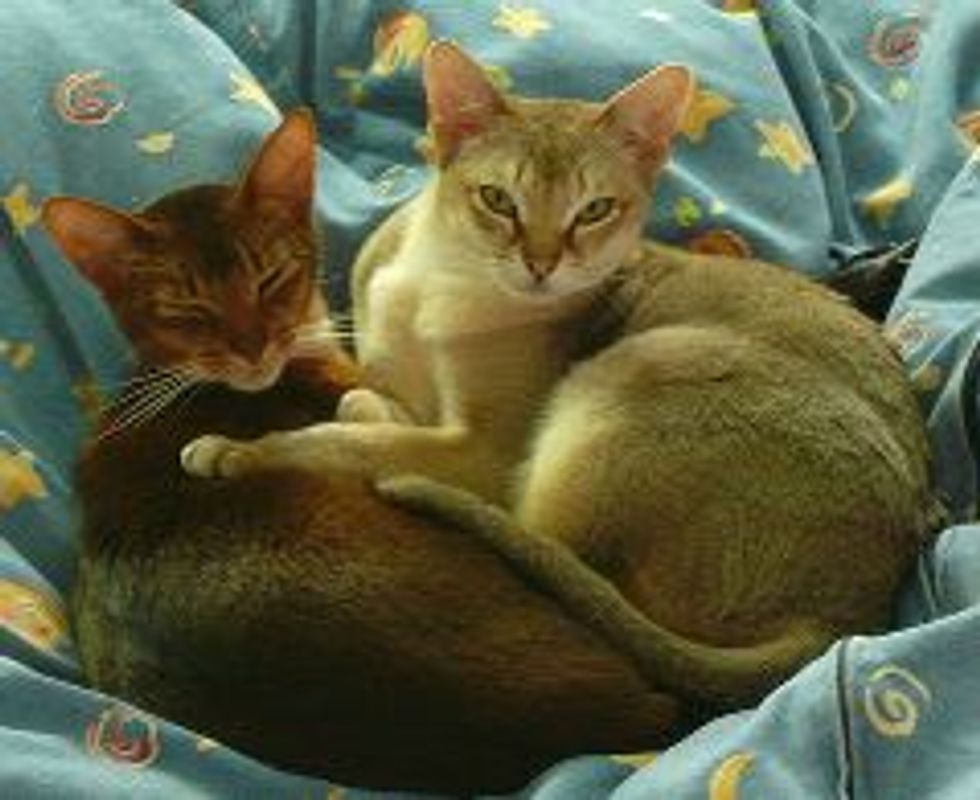 The Small Cat Breeds