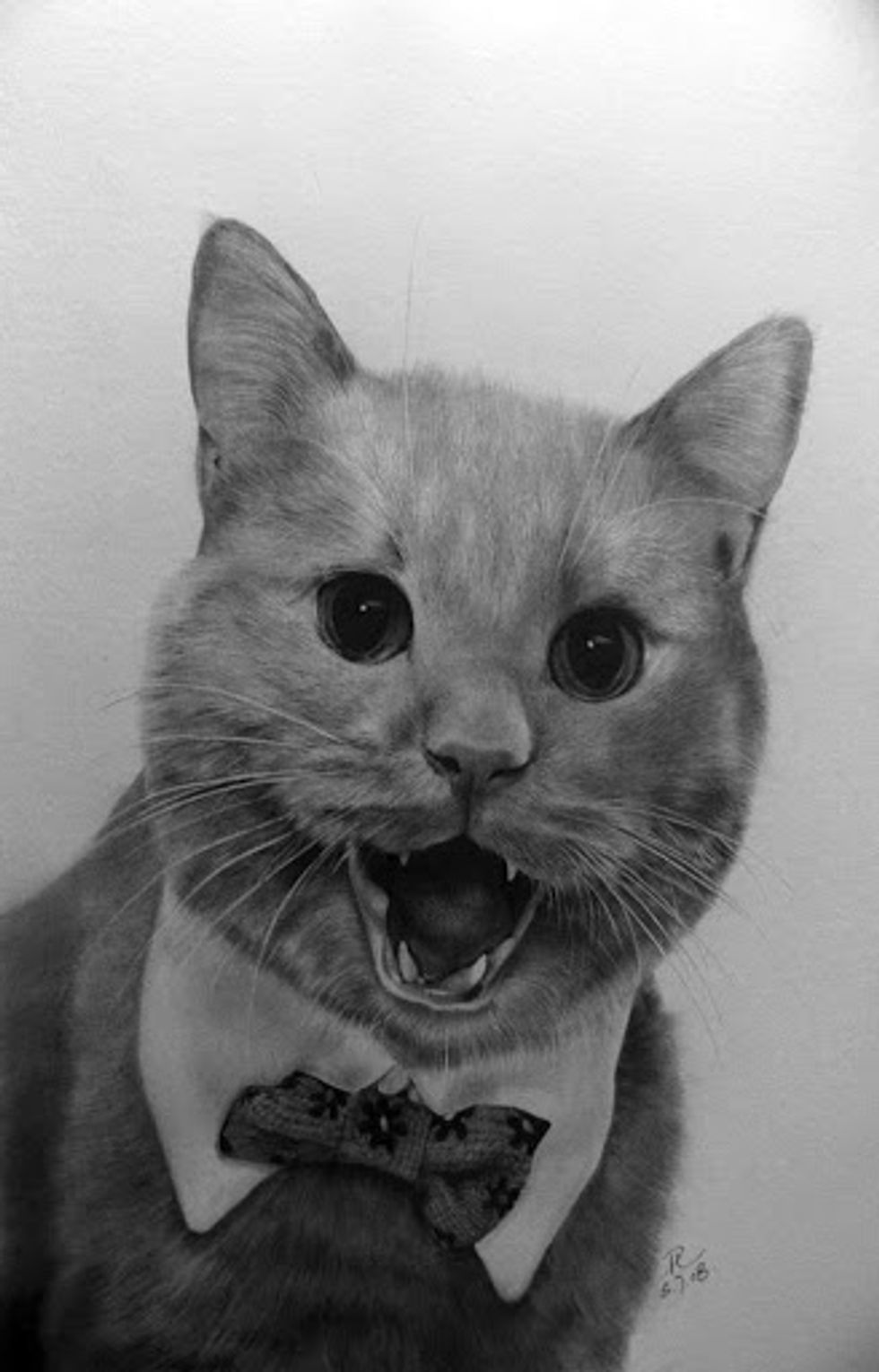 Amazing Pencil Drawings of Cats