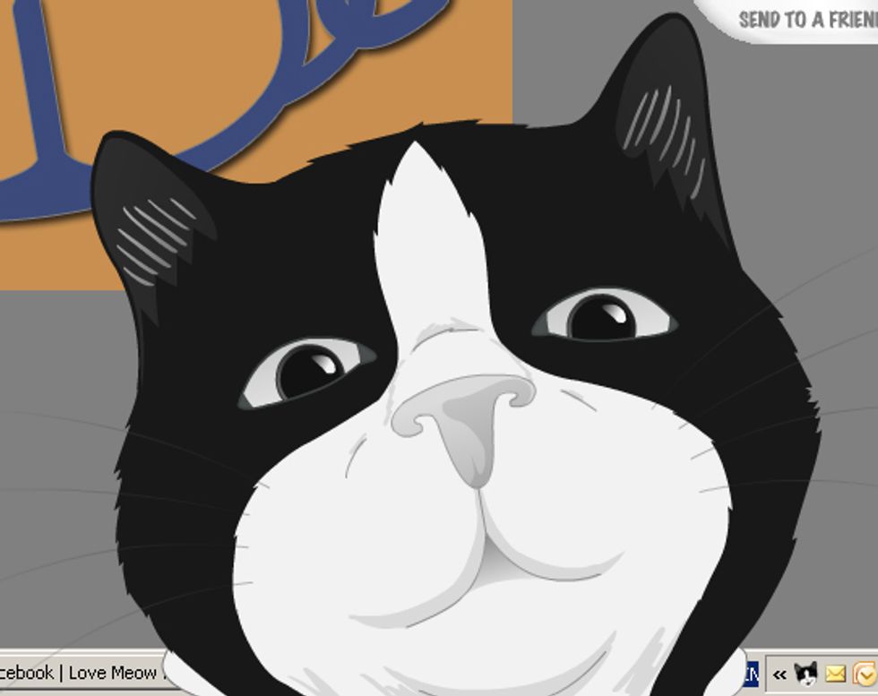 Cat Cat