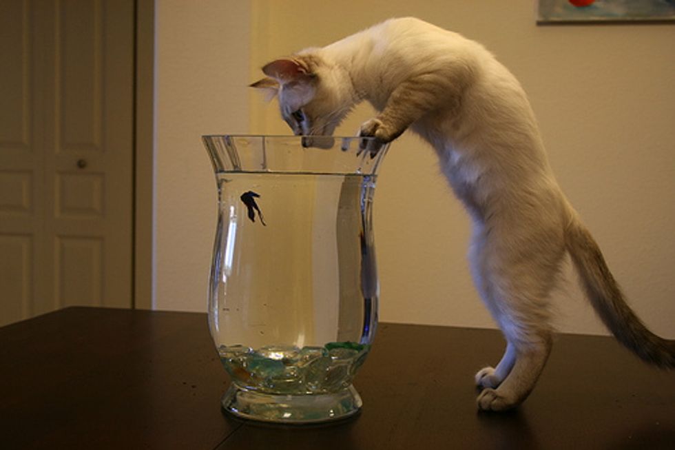 Video: Kitten Fun in a Fishbowl