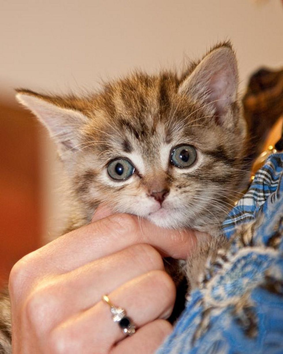 Video: Watering Pot Kitten