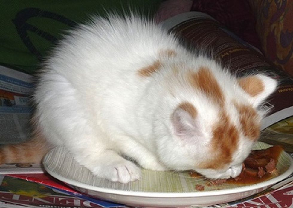 New Fundraising Appeal - Eating Cat Food - Love Meow