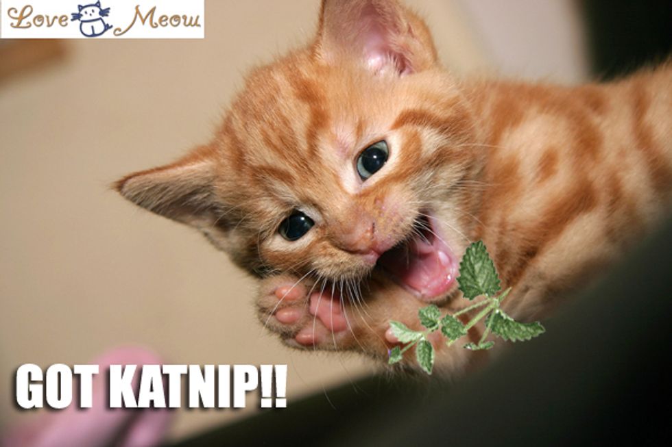 Add Lolcat Captions