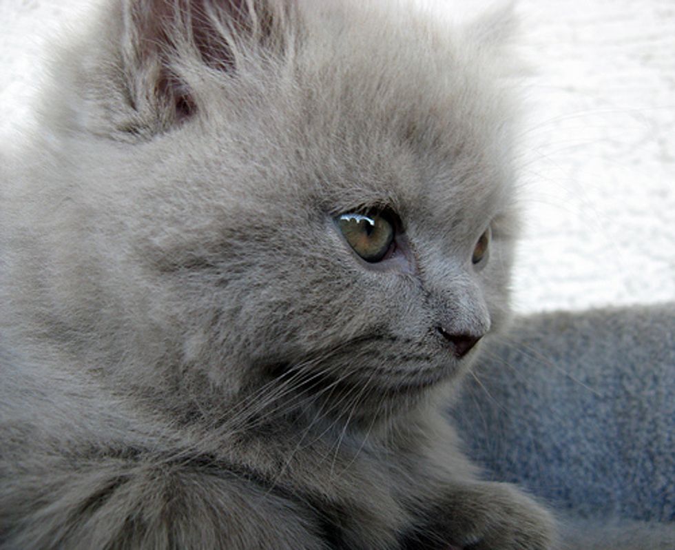 Video: Kitten Loves a Tummy Rub
